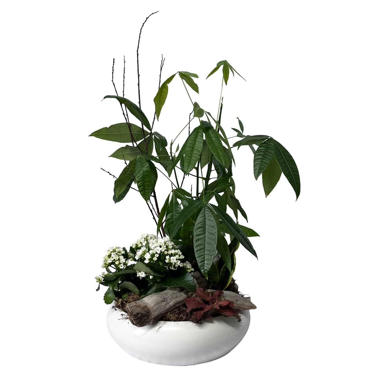 Plante 03