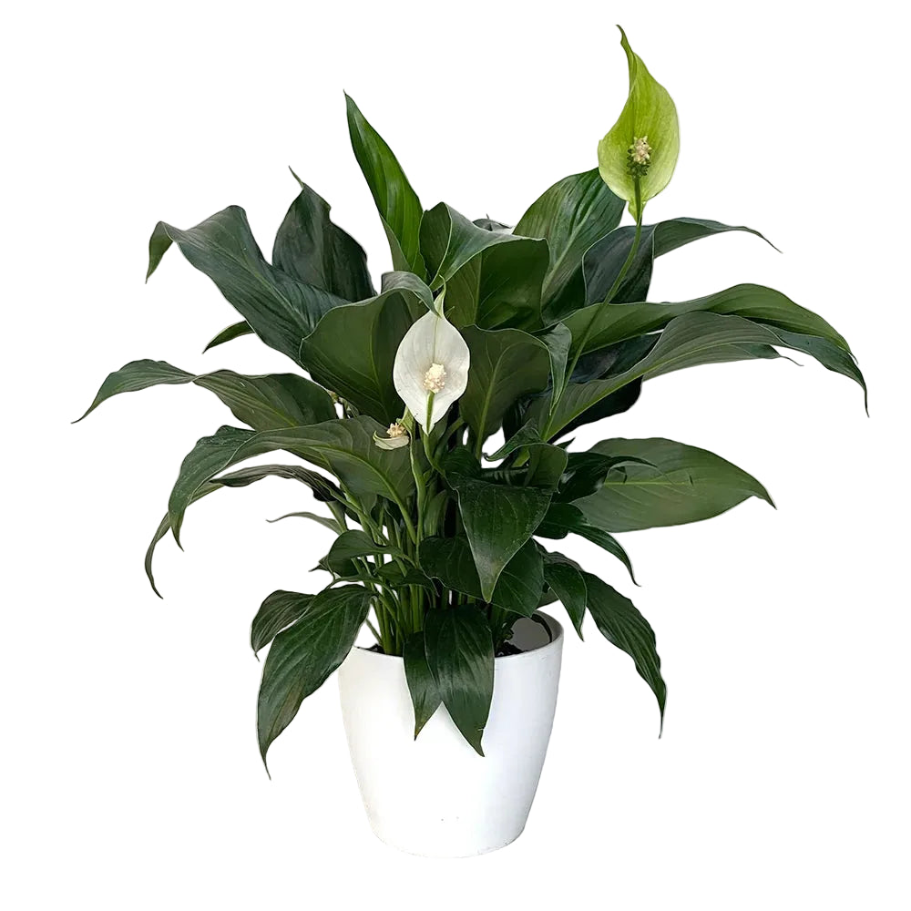 Plante 10