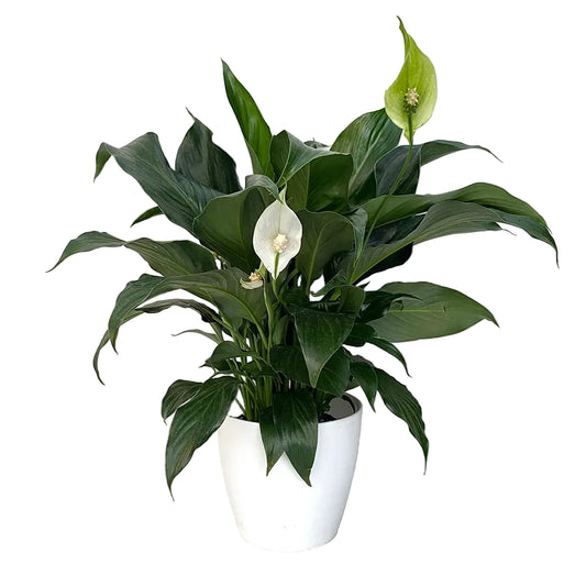 Plante 10