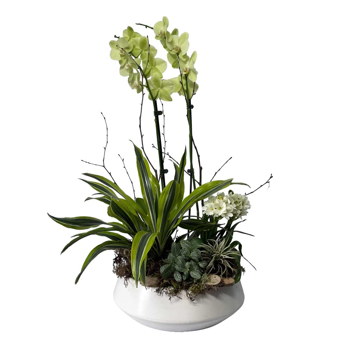 Plante 01