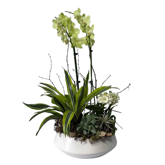Plante 01
