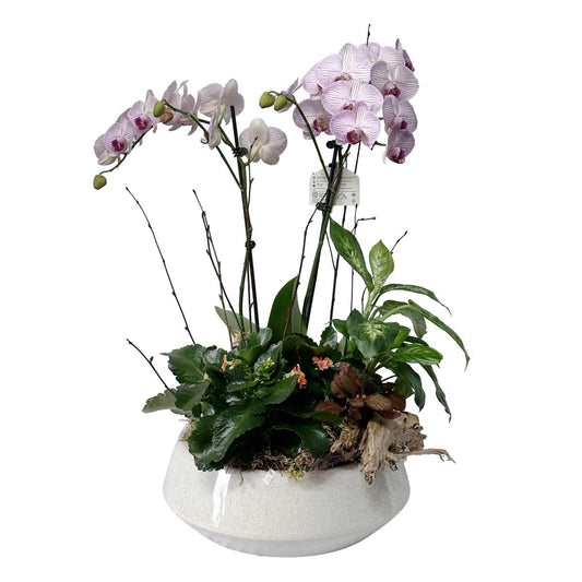 Plante 02