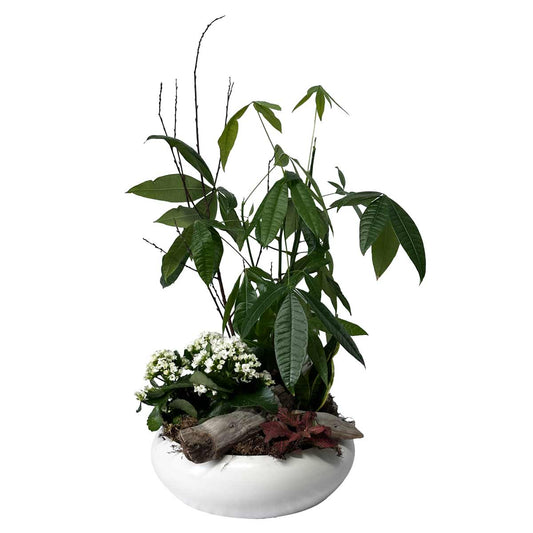Plante 03