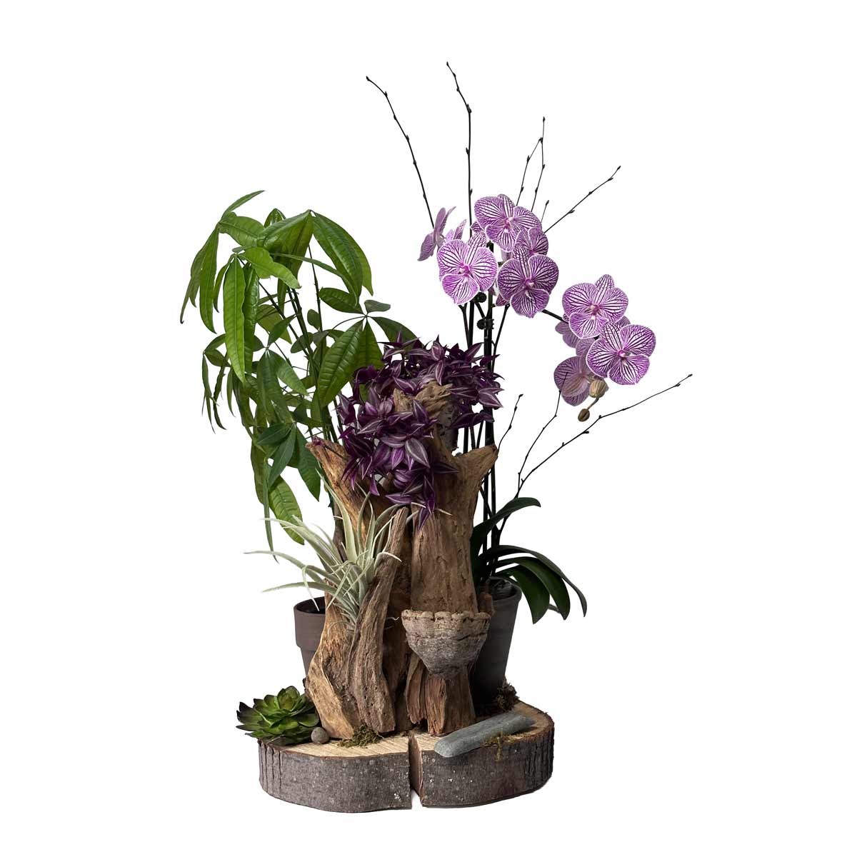 Plante 04