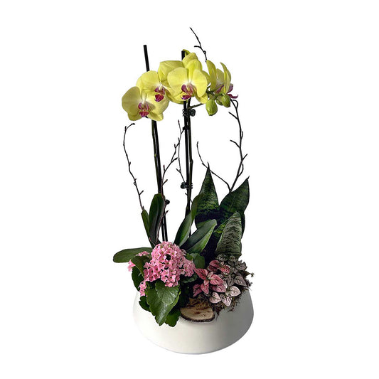 Plante 05