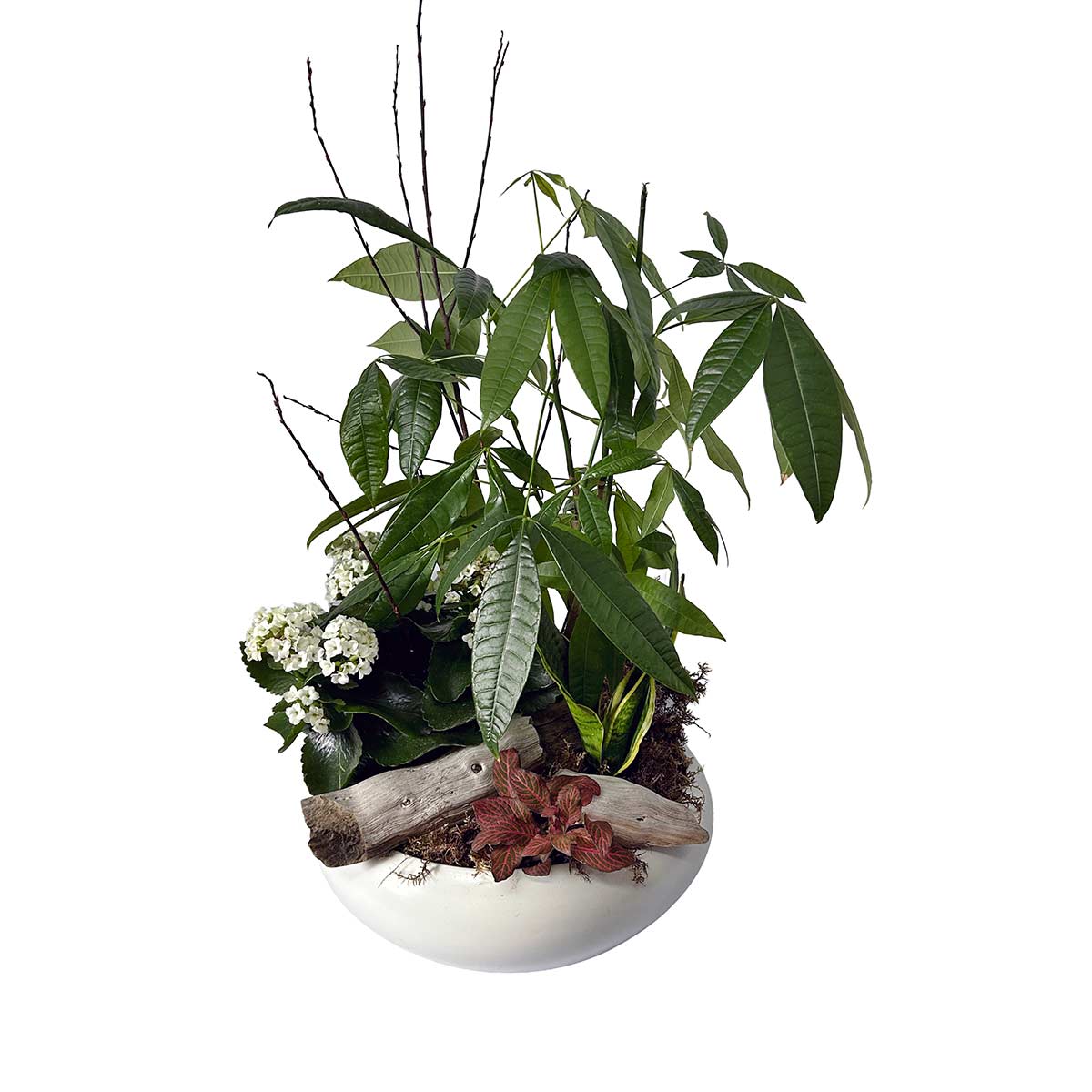 Plante 06