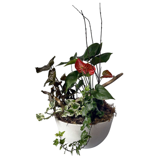 Plante 07