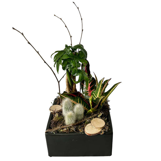 Plante 08