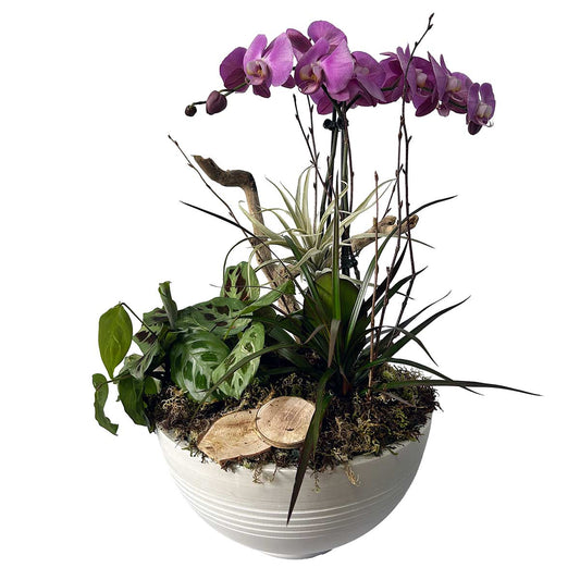 Plante 09